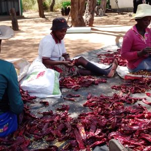 Women-Grading-Paprika-2022